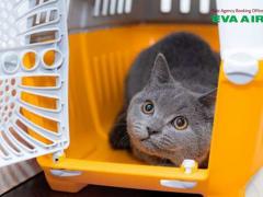 Mèo đi máy bay EVA Air được không? Hướng dẫn toàn tập từ a-z